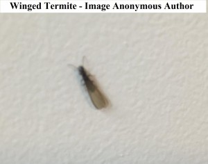 worms for worm farms and fishing bait winged termite 2 anon                     